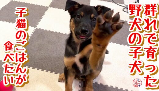 【野犬　子犬　保護犬 子猫】群れで育った野犬の子　子猫のご飯が食べたい子犬