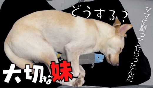 元保護犬アッチャンが怯える理由に竜之助・・涙、ママに買ってもらったもの