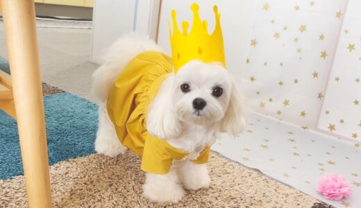 【祝3歳】愛犬の誕生日を犬用手作りケーキでお祝いしたら大喜びでした【マルチーズ】