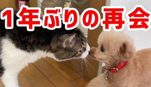 久々の再会に嬉しくて鳴いちゃう犬が可愛いｗ【トイプードル】