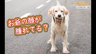 【犬】山奥のお爺に異変が？顔が腫れてる？（笑）