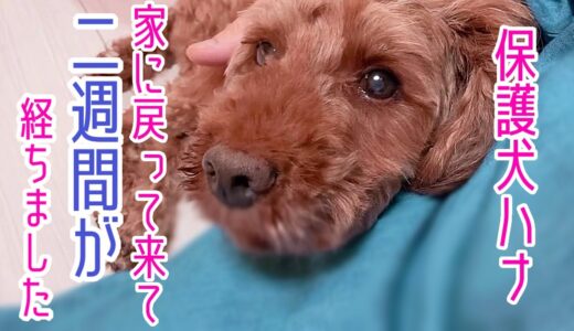 譲渡が白紙になった保護犬ハナ、わが家に戻って来てから２週間が経ちました