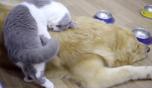 犬に今まで見たことがない甘え方をする猫たちが可愛すぎた