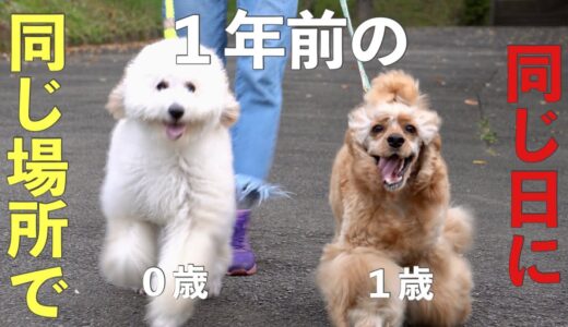 １年前と別犬で笑ったwww【アメコカとトイプードル】