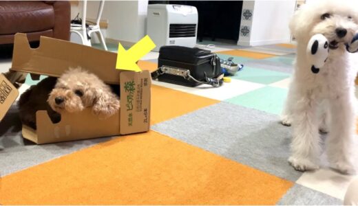 自分の行動が訳分からなくなる犬w【トイプードル/マルプー】