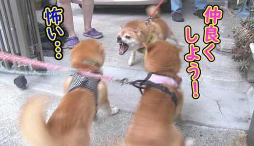 ガルルルル！犬なつっこい兄柴犬が近所を大暴れ！！