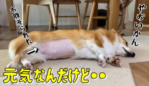 病院で肝臓が悪いと言われたコーギー犬