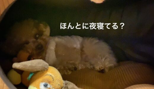 真夜中に犬は何をして過ごしてるのか…？？