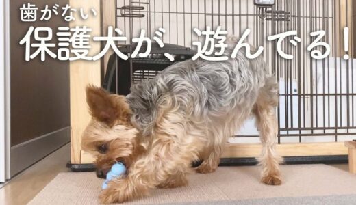 歯のない保護犬が、おもちゃを咥えた瞬間。楽しく遊ぶ姿に胸熱でした。【Day77】