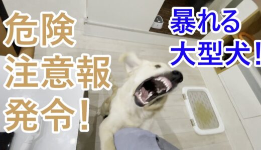 朝からテンションMAXで暴れる大型犬！ゴールデンレトリバーの子犬ティト。