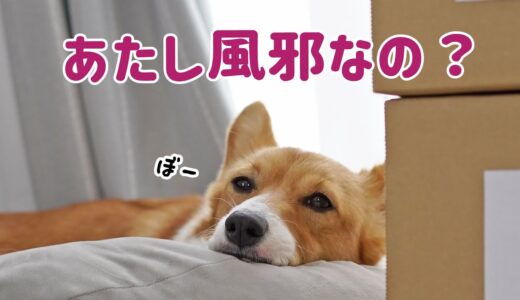 犬の風邪、ケンネルコフの疑いです...