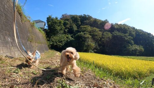 保護犬と先輩犬、よく歩き、食べて寝た日常Vlog【Day76】