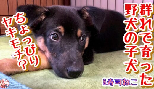 【野犬　子犬　保護犬 子猫】ヤキモチの野犬の子犬