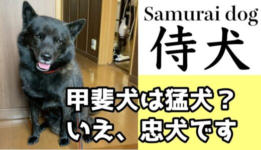 甲斐犬って猛犬？いいえ、忠犬です。#shorts