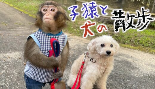 名コンビ誕生！？犬の散歩ができちゃう子猿が可愛くて天才！