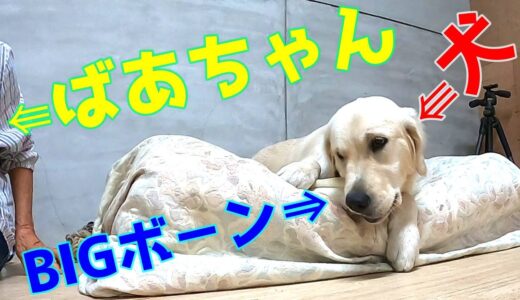 【日課】ロングBIGボ－ンを毎日かじる犬とそれを見守るばあちゃんは平和過ぎる。GoldenRetriever　ゴールデンレトリーバー