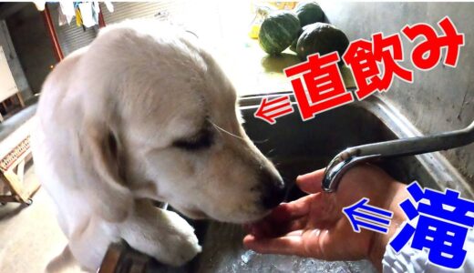 【暴挙】蛇口から直飲みする犬と自分で自分を散髪してしまうばあちゃんは普通か？　GoldenRetriever　ゴールデンレトリーバー