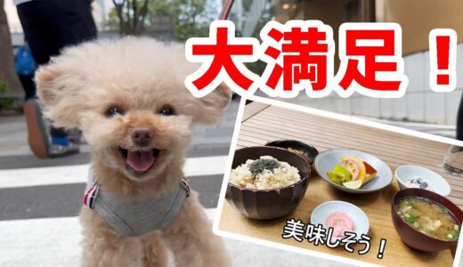 【ペットも入れるお店】表参道で犬と一緒に和食が食べたくなったらここがオススメ！【トイプードル】