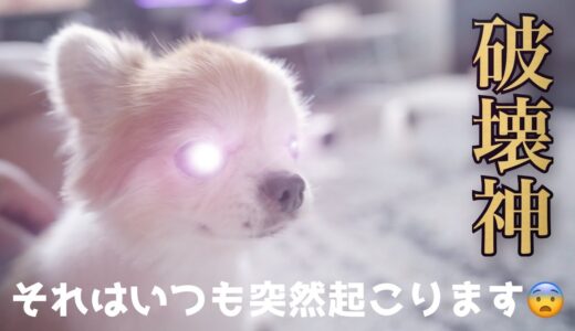 まったりとしていた平和な時間を突然破壊する老犬チョッピｗ