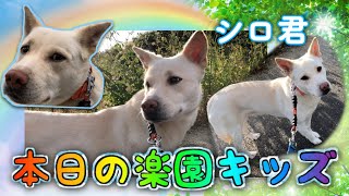 【楽園キッズ】野犬シロくんも家庭犬へ向けて実は進化中。今日はこんな感じでした。