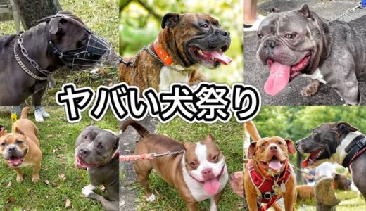 【犬のイベント】最強な犬が大集結したらヤバすぎた‼︎