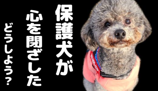 保護犬が引きこもりから立ち直った瞬間…胸が締め付けられました。