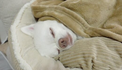 本気で寝るチワワ犬