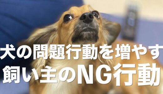 犬の問題行動を増やす飼い主のNG行動【犬 行動 意味 しつけ 飼い主】