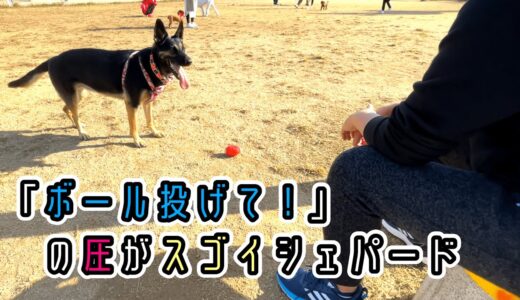 「ボール投げて！」の連続圧がすごいシェパード犬【German Shepherd】 My Dog Puts Silent Pressure On Throwing Her Ball...