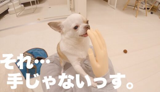 飼い主の手が偽物でも犬は気づかずにお手やハイタッチをしてくれるのか？