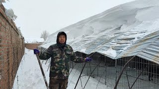 兩棟犬舍經過一天一夜的大暴雪，不少犬舍已經坍塌，劉哥冒雪大作戰【劉哥在農村】