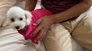 【犬と実家暮らし】犬の気を引きたいジィジがプレゼント買ってきたが問題発生