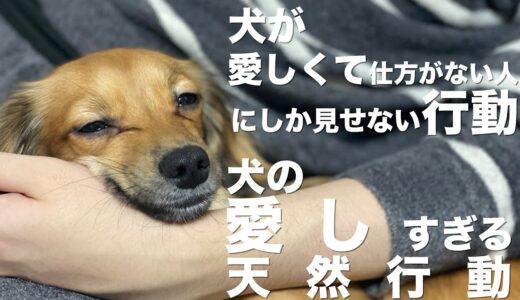 犬が心の底から愛しい人にしか見せない行動と愛しすぎる犬の天然行動