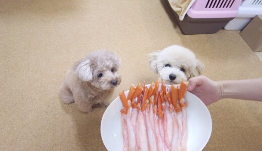 初めて食べたカニの美味しさに喉を鳴らす犬が可愛い【トイプードル】