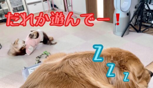 小型犬ショコラの遊んでアピールを無視し続けたら最後にはこうなりました【ゴールデンレトリバーとミニチュアダックスフンド】