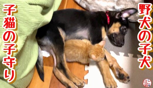 【子猫　子犬　保護犬 保護猫】子猫の子守りをする子犬