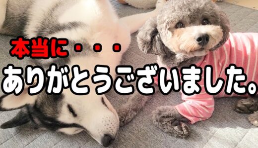 長い間、本当にありがとうございました。 ハスキー犬と保護犬トイプードル