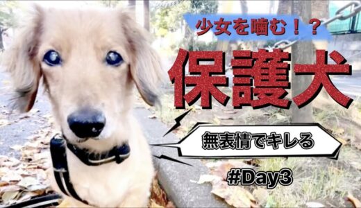 【初お散歩】突然キレる保護犬と襲われた少女