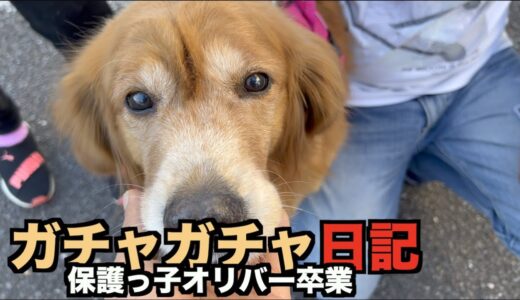 保護犬オリバーの卒業までの成長日記