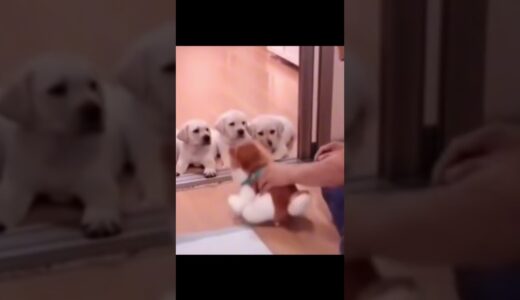 中国の犬のしつけ方が天才すぎるww