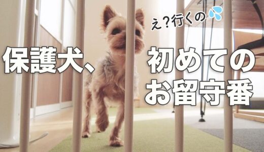 【隠し撮り】保護犬、はじめての留守番姿が切なかった…。頑張ったね。