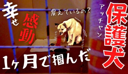 【感動】保護された怯え震える犬（殺処分2日前）と1ヶ月暮らしたら「感動と幸せの毎日になった」号泣