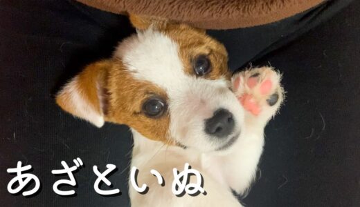 甘え盛りな弟子犬とおっとり兄犬のんびりお家デー/ジャックラッセルテリア/多頭飼い