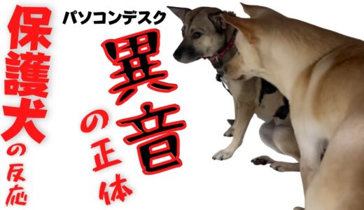 怯え机の下に隠れた保護犬！？・・竜之助アッチャン実験？異音の正体が可愛いw