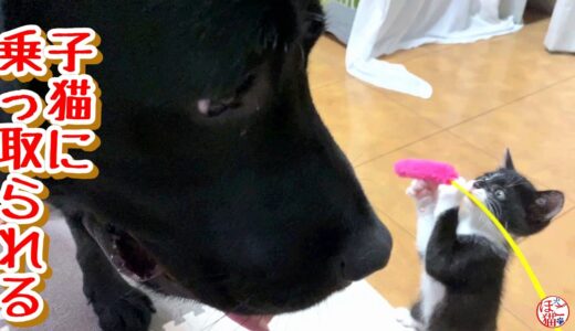 【子猫　子犬　保護犬 保護猫】子猫に乗っ取られました