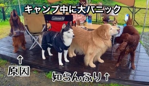 大型犬４頭と雨キャンしてたらまさかのトラブルで飼い主パニック