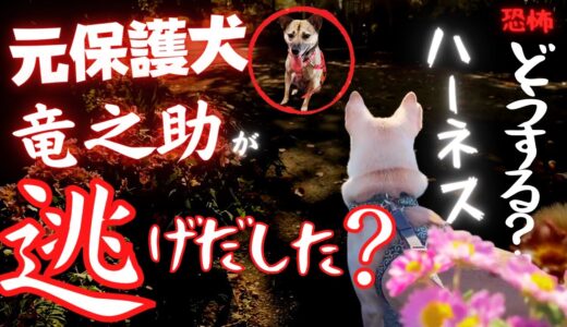 「元保護犬の竜之助が逃げてしまった・・」ハーネスと保護犬の問題