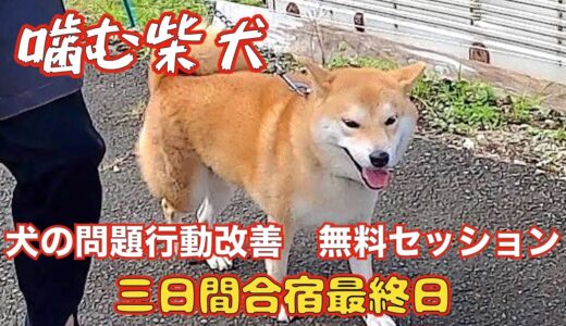 【噛む柴犬】犬の問題行動を改善する会メンバー様特典3日間合宿セッション最終日👍