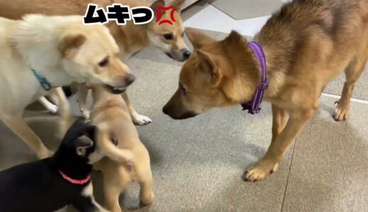 先住犬と子犬の初対面で我が子を守ろうとするミーナママが偉い…