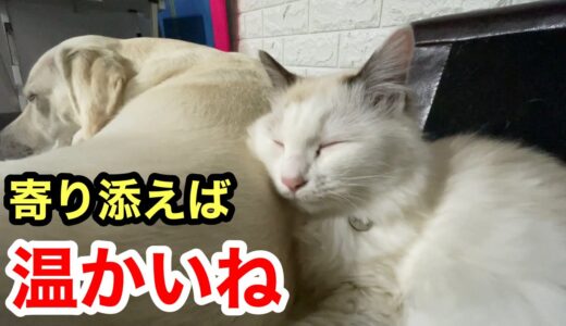 寒くても温かい我が家です（犬+猫+人）